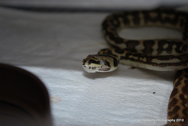 DSC_0138.JPG