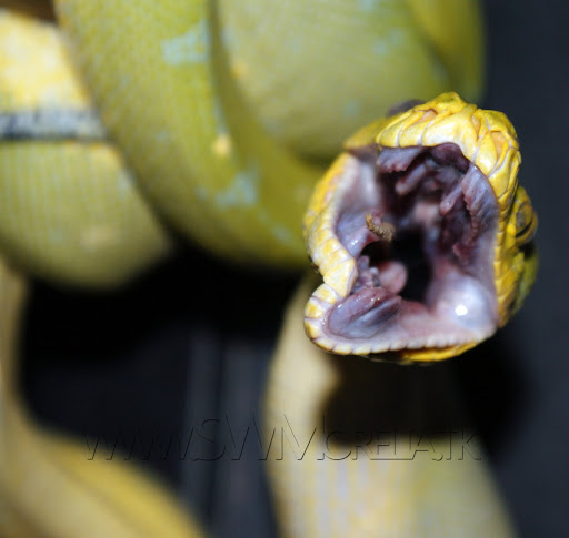 gtp2.jpg