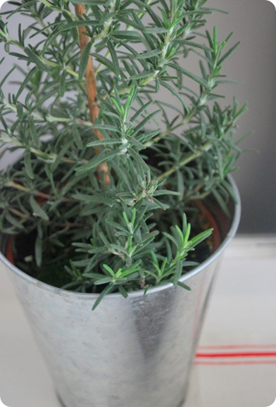 bucket herb
