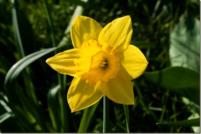 daffodils-1-4