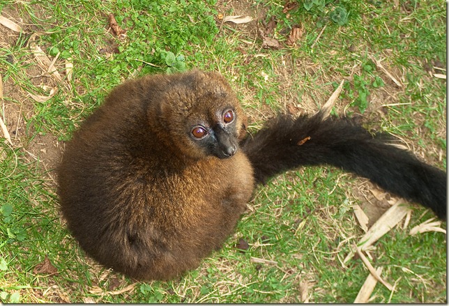 lemur-1