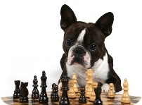 dog-chess