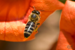 Honey bee flying among flowers