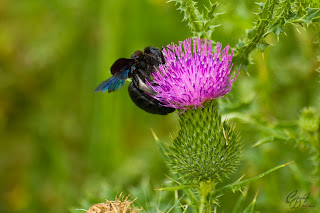 Black bumblebee gathering pollen