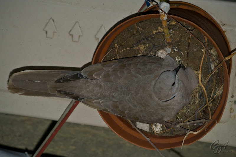 Eurasian Collared Dove Hatching CDA Photo