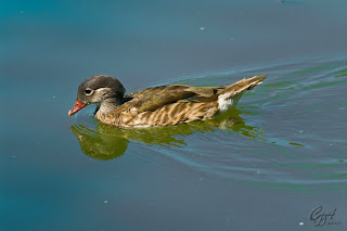 Mandarin Duck (Aix galericulata - hen) on the lake