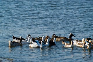 Different colored domestic ducks on a lake