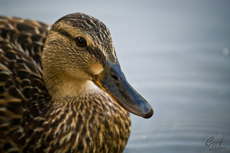 Mallard Female : CDA Photo