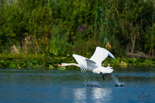 Mute Swans (Cygnus olor) taking off