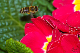 Honey Bee And Pansy