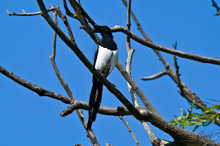 European/Common MAgpie (Pica pica) from the crow family