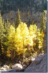 Rocky Mountain National Park Aspen 2