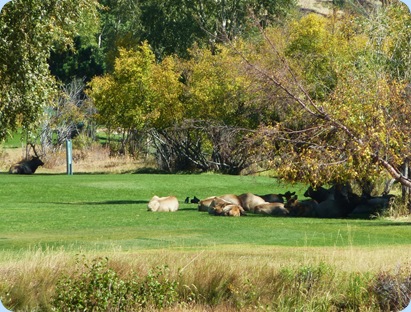 Estes Park Elk 1
