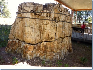 Florissant National Monument Petrified Redwood Tree 1