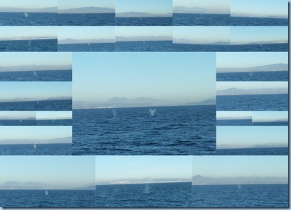 Whale Collage January, 2011