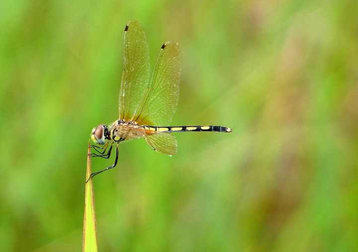Striped Dragonfly Posing