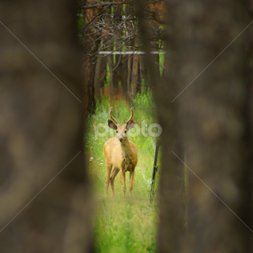 Deer through the trees by Robie Blair - Animals Other Mammals