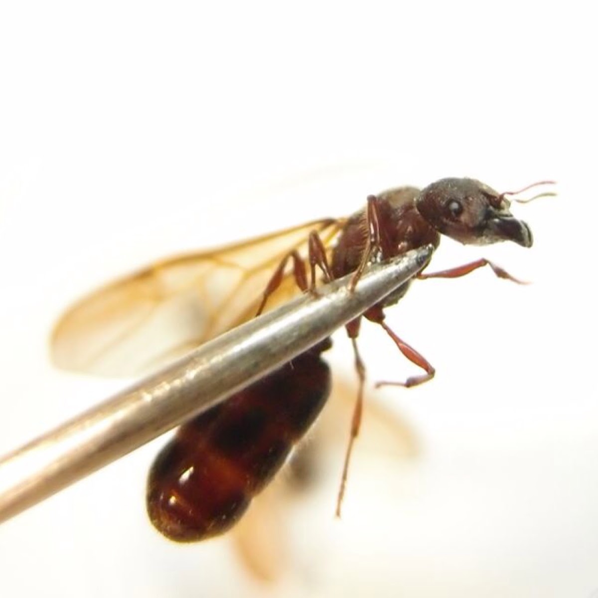 Camponotus Formosensis