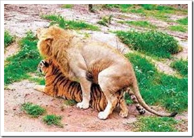interspecies lion tiger sex