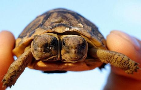 [two-headed South African Tortoise[4].jpg]