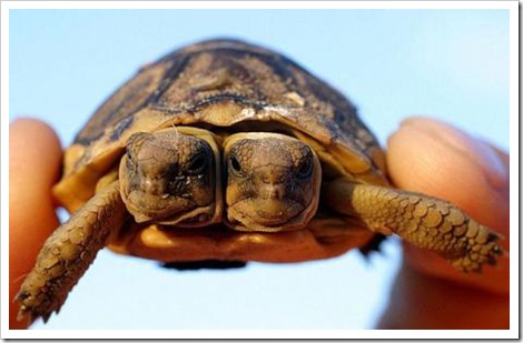 two-headed South African Tortoise