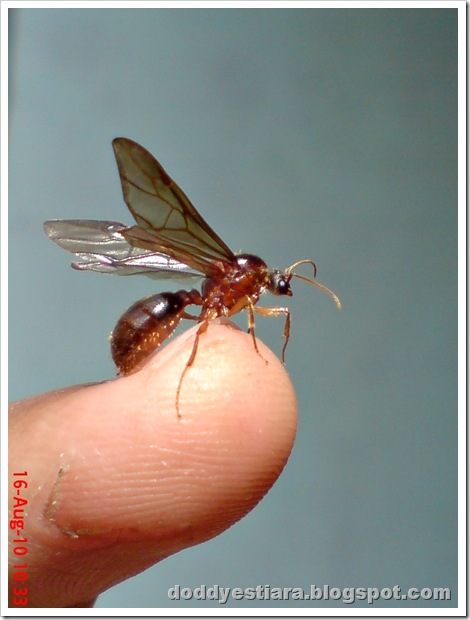 brown flying ant 02
