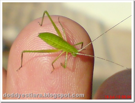 small green grasshopper 08