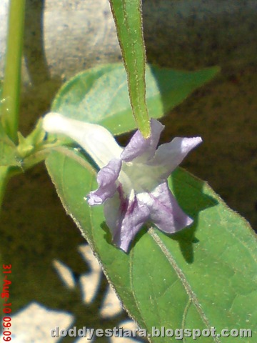 [purple flower 05[2].jpg]