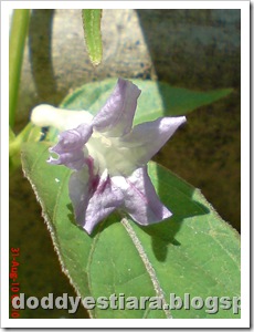 purple flower 06