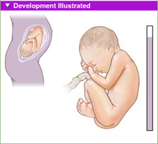 fetal development 9th month
