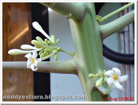 papaya flower 05