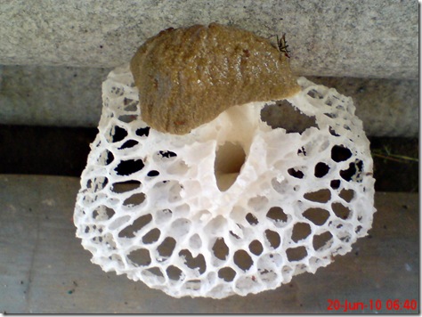 weird mushroom 01
