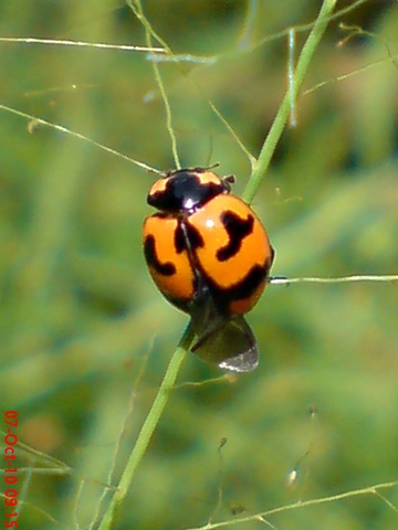 Klasifikasi Kumbang Kepik  Kumbang Koksi Transverse Ladybird