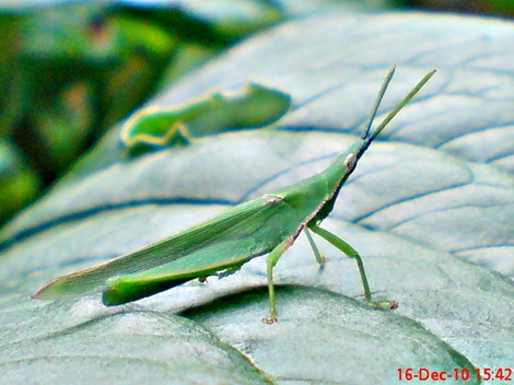 belalang hijau Atractomorpha crenulata vegetable grasshopper DSC03542
