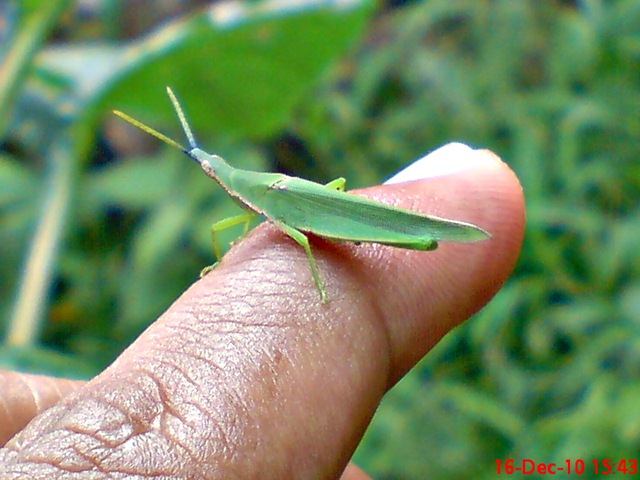 [belalang hijau Atractomorpha crenulata vegetable grasshopper DSC03543[4].jpg]