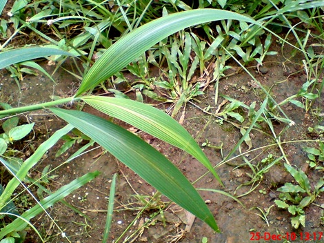 rumput bambuan 2