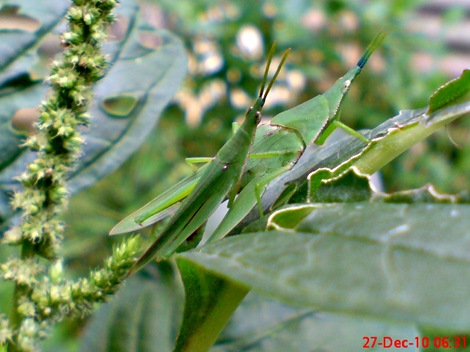 belalang kawin di daun bayam 2