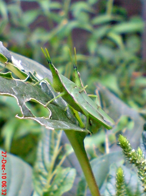 belalang kawin di daun bayam 4