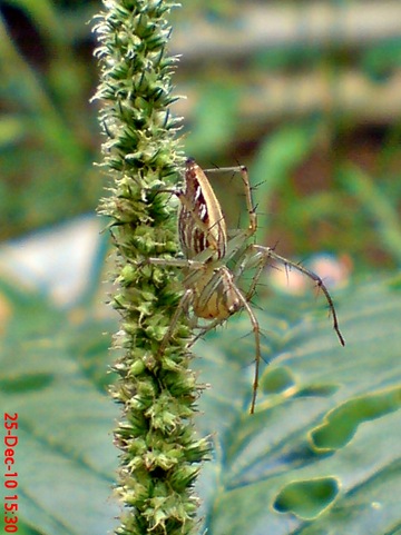 laba-laba Lynx spider Oxyopes javanus 1