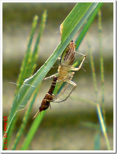 lynx spider menangkap anak belalang coklat 2