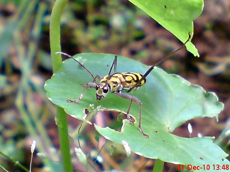 Chlorophorus annularis - Bamboo Longhorn Beetle - Bamboo Tiger 4