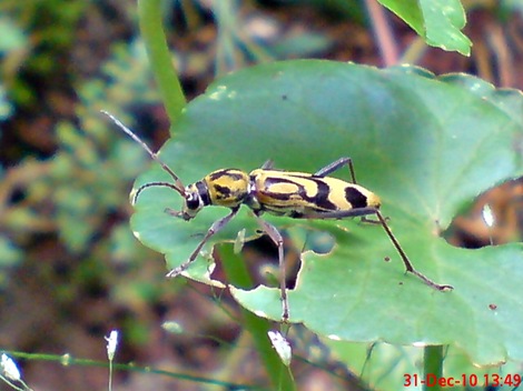 Chlorophorus annularis - Bamboo Longhorn Beetle - Bamboo Tiger 8