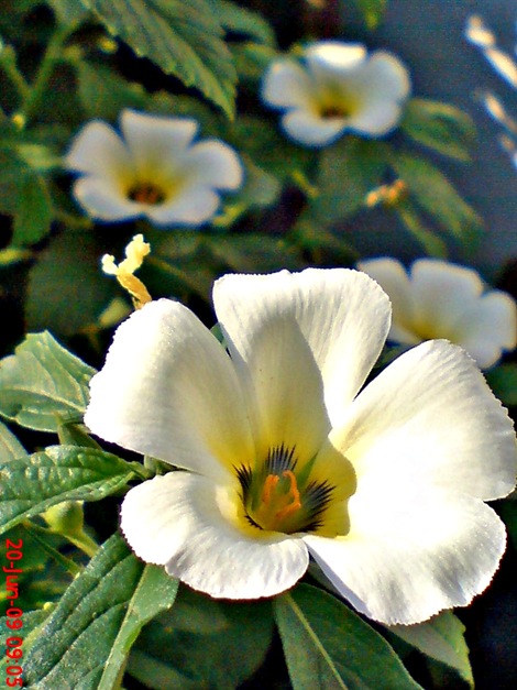 white alder Turnera subulata bunga pukul delapan 08