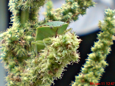 Nezara viridula_green vegetable bug_kepik hijau 25