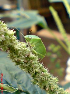 Nezara viridula_green vegetable bug_kepik hijau 11