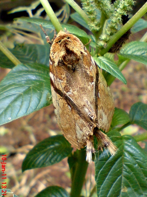 moth Dudusa vethi ngengat 03