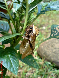 moth Dudusa vethi ngengat 02