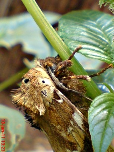 moth Dudusa vethi ngengat 10