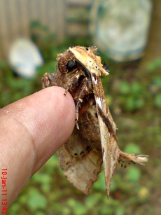 ngengat moth Dudusa vethi 15