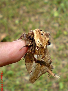 ngengat moth Dudusa vethi 07